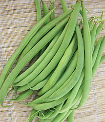 Beananza Green Bush Bean
